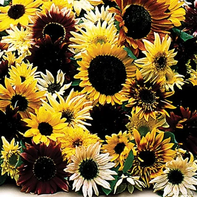 Pinetree Garden Seeds Fantasia Mixture Sunflower seeds pollenless