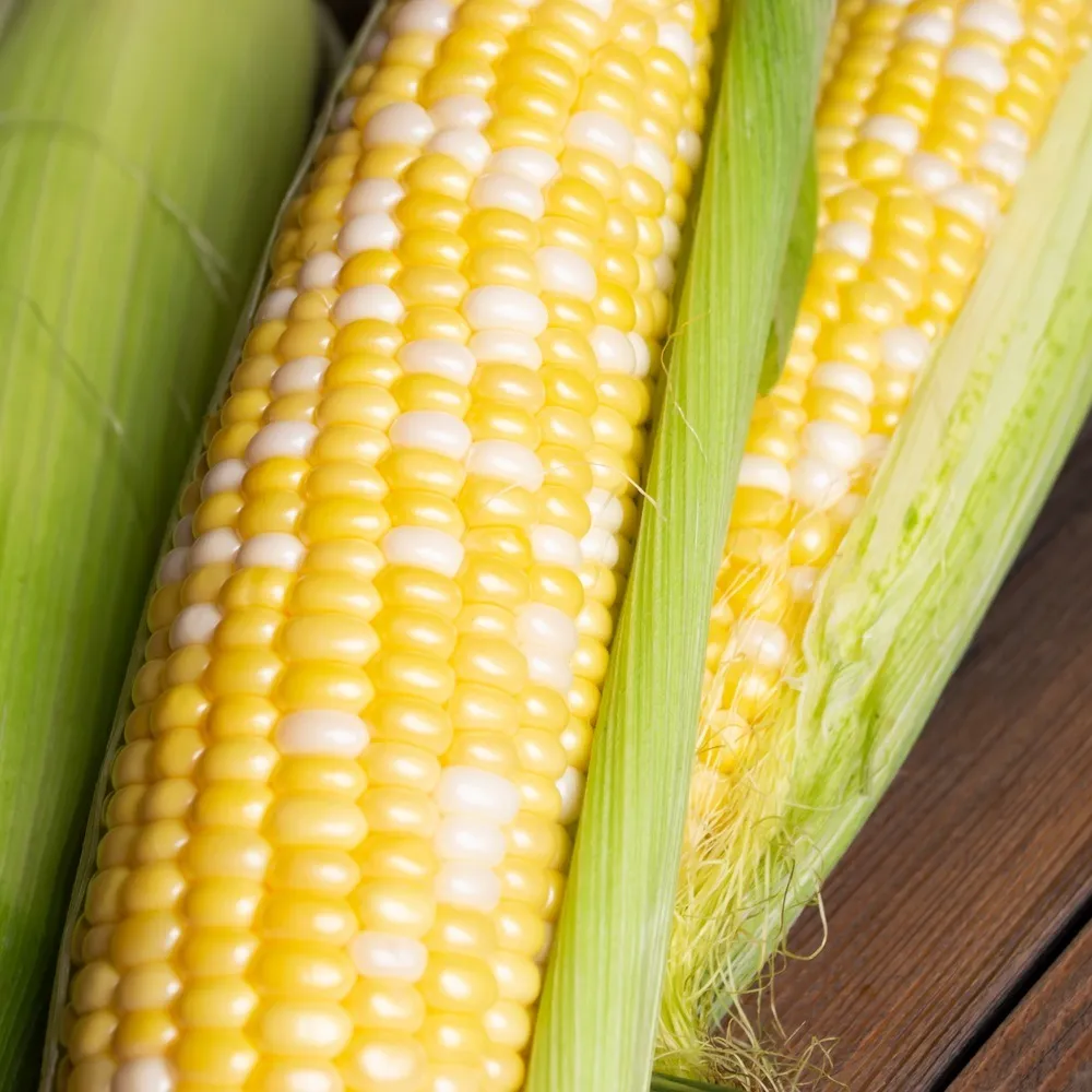 Epic Gardening Honey and Cream Sweet Corn Seeds