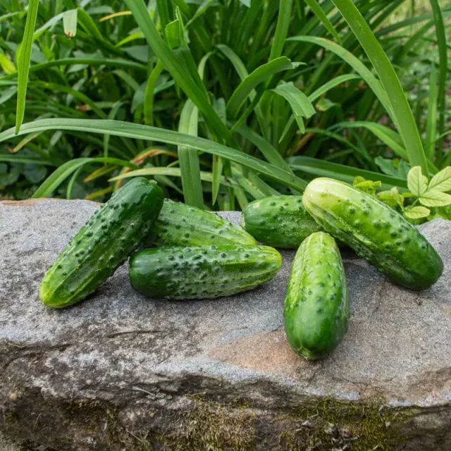 Pinetree Garden Seeds Bushy Cucumber Seeds 20 Seeds Pickling