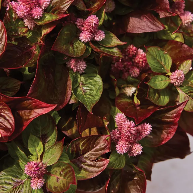 Burpee Sol Gekko Green Celosia Seeds 20 Seeds Heat-Tolerant