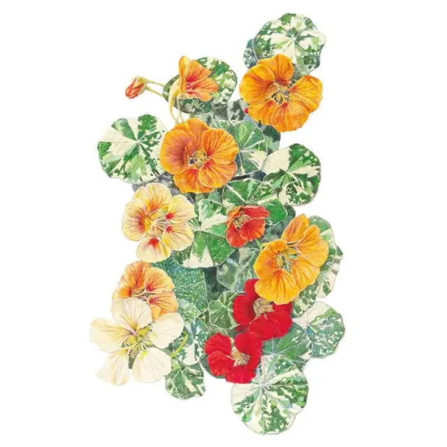 Epic Gardening Alaska Variegated Nasturtium Seeds Heirloom