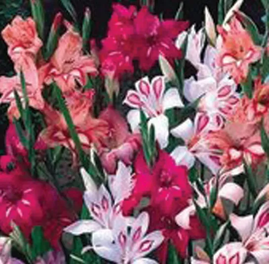 Brent & Becky's Bulbs Species Mixture Gladiolus Corms 14+cm
