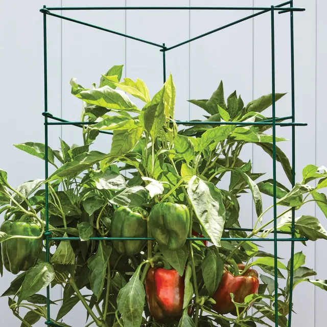 Burpee Pro Series Pepper Eggplant Support 3 Supports