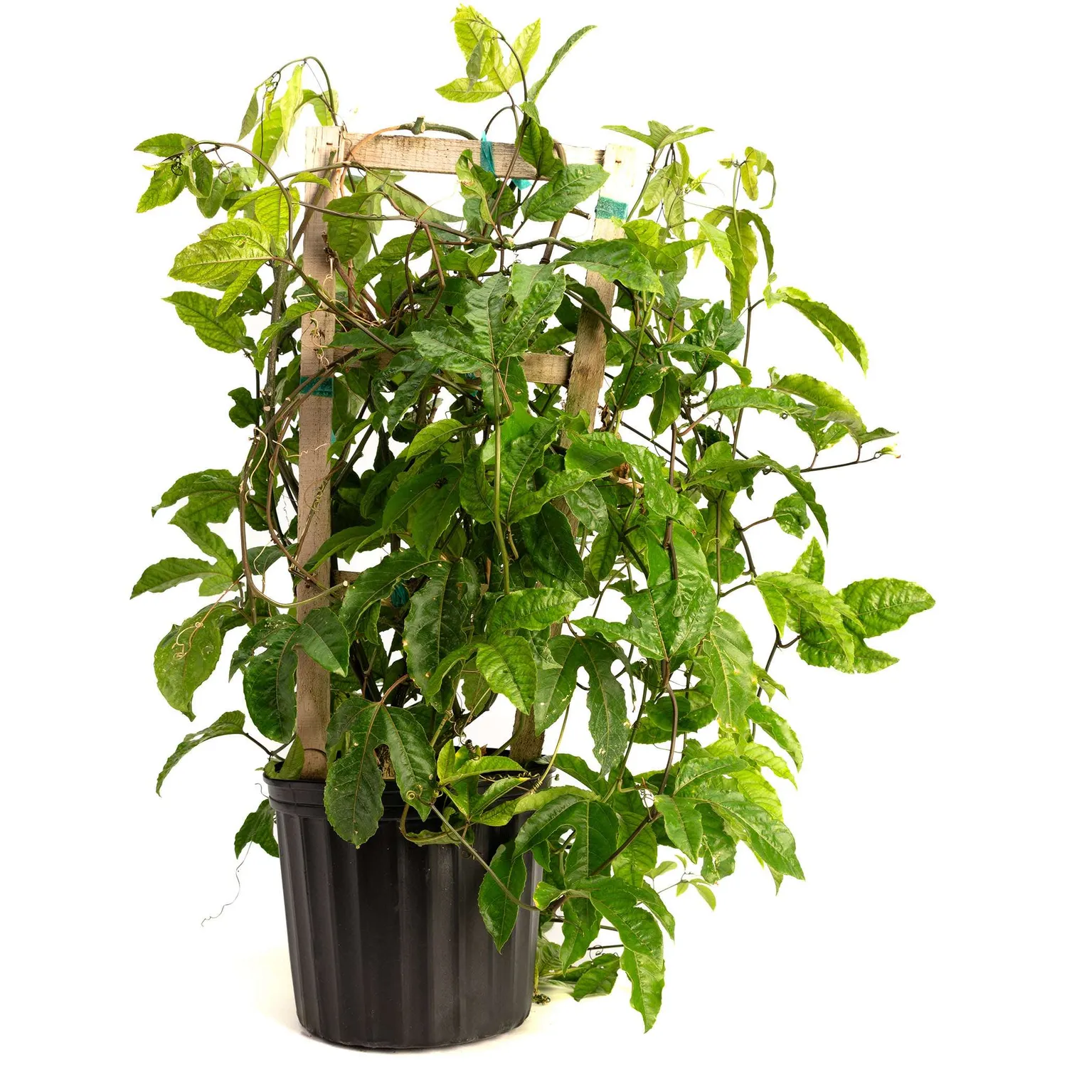 Epic Gardening Passion Fruit Live Plant