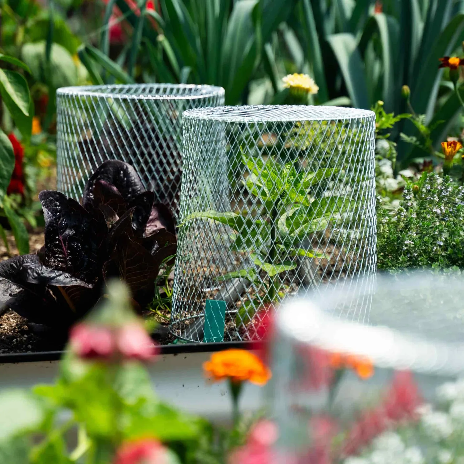 Epic Gardening Critter Cage - Plant Protectors plant protector galvanized