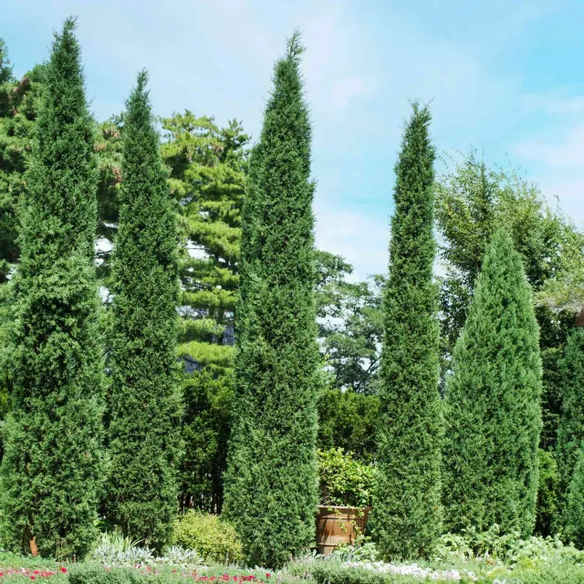 Epic Gardening Taylor Juniper Tree