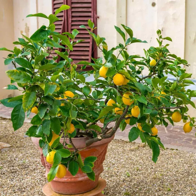 Epic Gardening Improved Meyer Lemon Live Plant