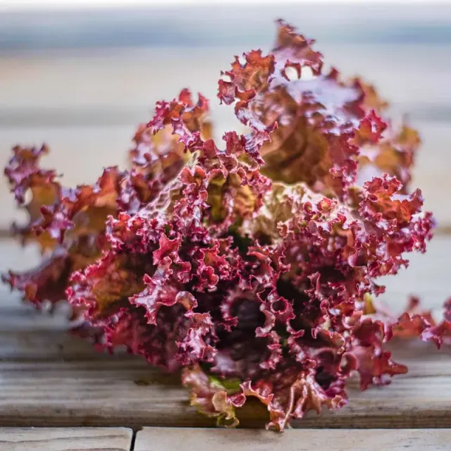 Pinetree Garden Seeds Lollo Rossa Lettuce Seeds 300 Seeds Heirloom