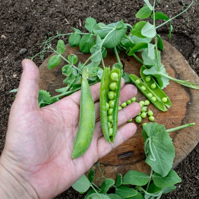Pinetree Garden Seeds Champion of England Pea Seeds 1 Ounce Heirloom