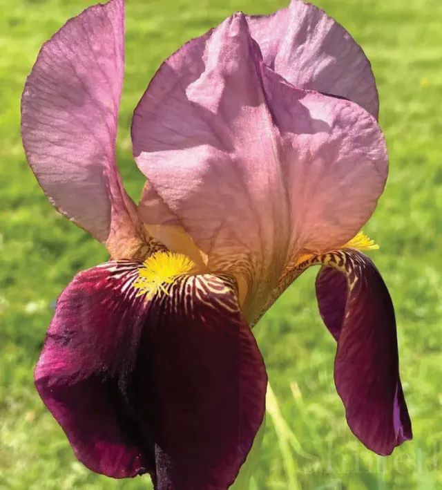 Brent & Becky's Bulbs Indian Chief Iris Rhizome
