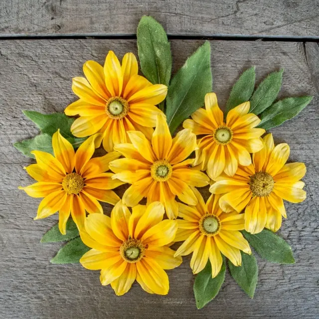 Pinetree Garden Seeds Prairie Sun Rudbeckia Flower Seeds 20 Seeds