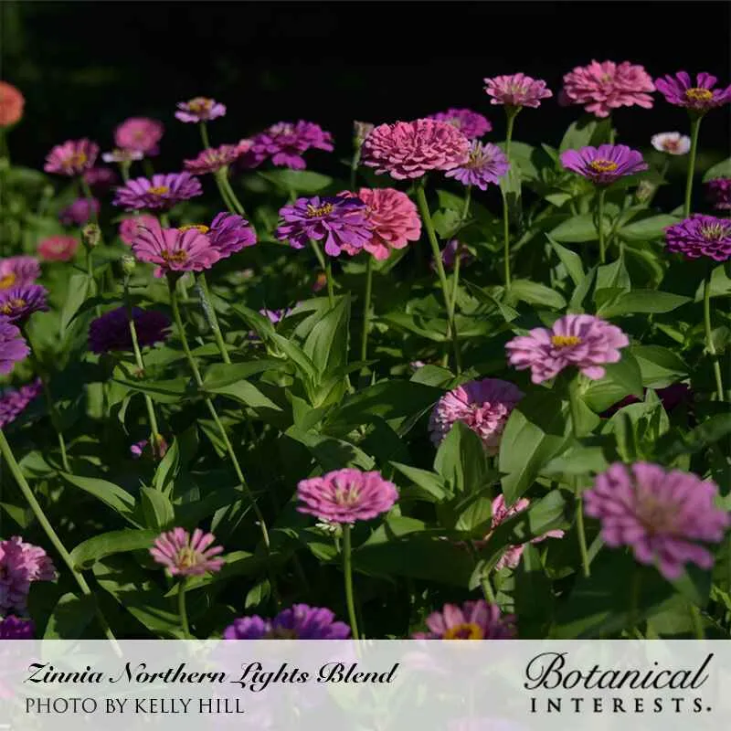 Epic Gardening Northern Lights Blend Zinnia Seeds Cut Flowers