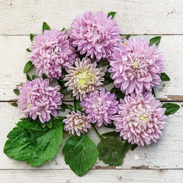 Pinetree Garden Seeds Lady Coral Lavender Aster Seeds 20 Seeds Cut
