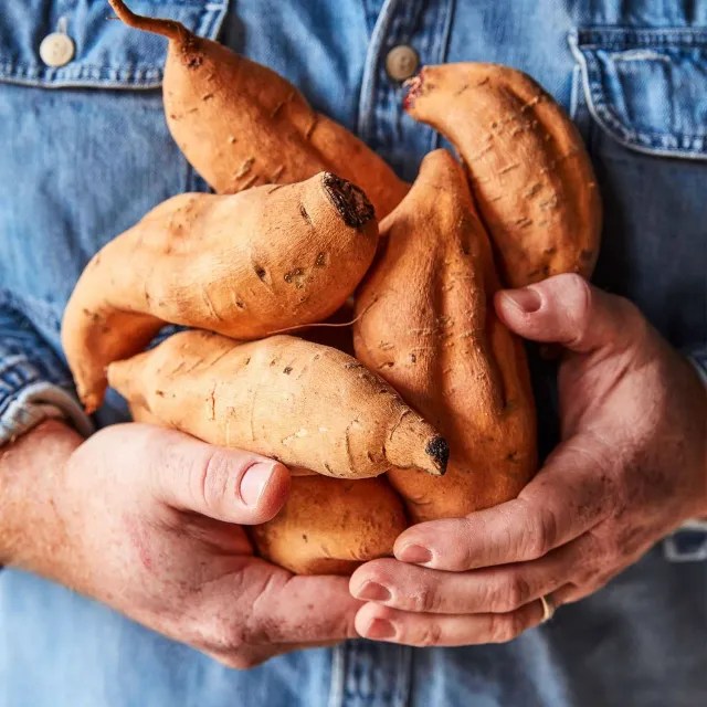 Burpee Centennial Sweet Potato Bare Roots Pack Orange Flesh