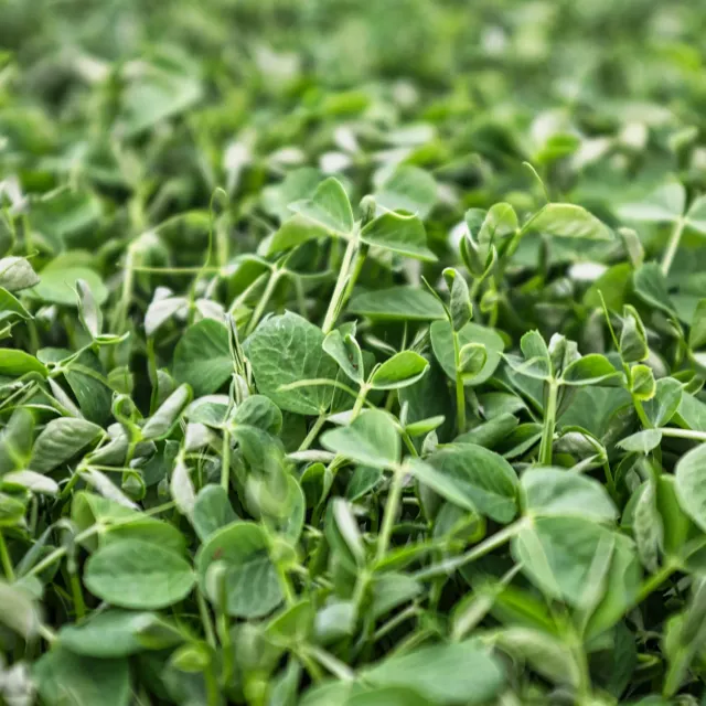 Pinetree Garden Seeds Field Peas Cover Crop Seeds Annual