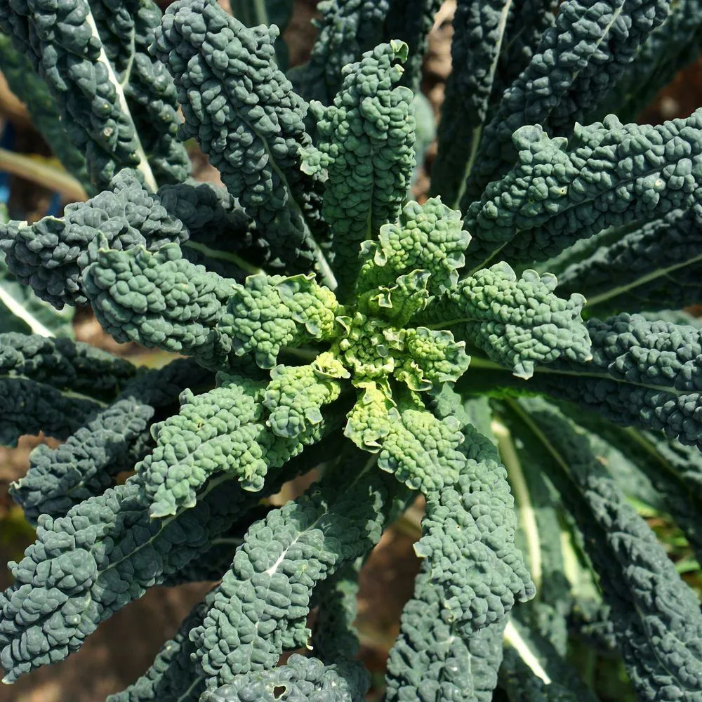 Epic Gardening Lacinato Dinosaur Kale Seeds Heirloom