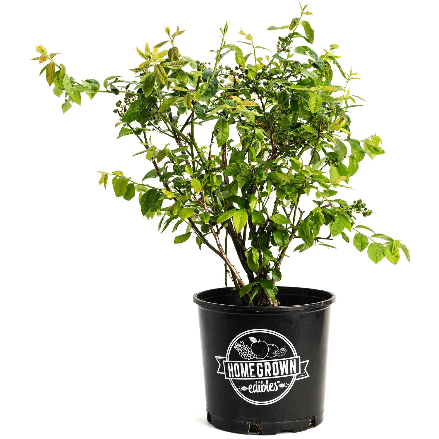 Epic Gardening Duke Blueberry Plant Early