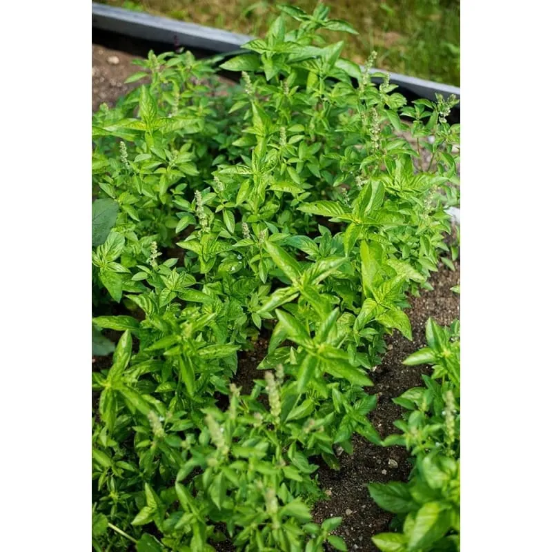 Pinetree Garden Seeds Pinetree Basil Mix Herb Seeds 300 Seeds Culinary