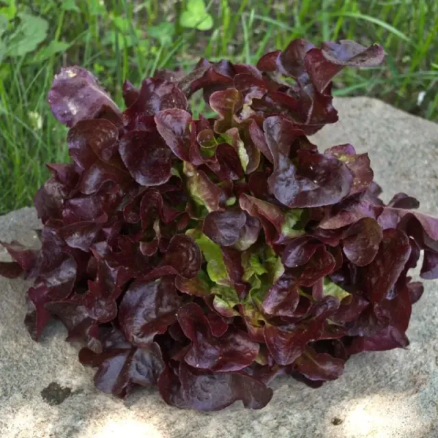Pinetree Rouxai Lettuce Seeds 100 Seeds Red Oakleaf
