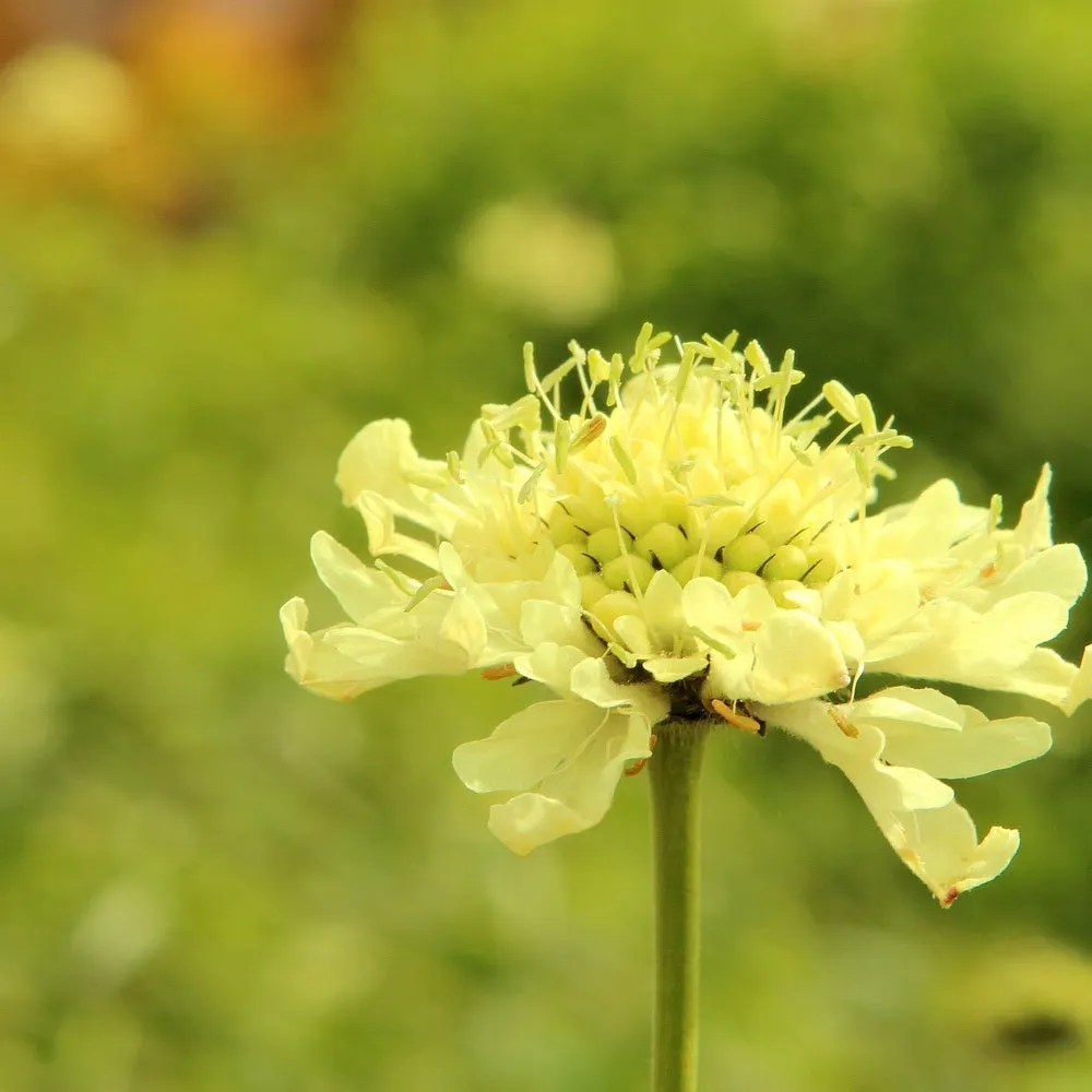 Epic Gardening Fata Morgana Scabiosa Seeds Peach Cut Flower