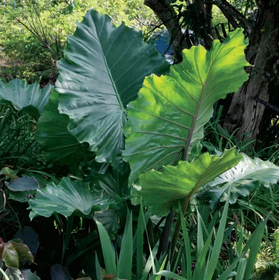 Brent & Becky's Bulbs Alocasia Portora Upright Elephant Ear Plant