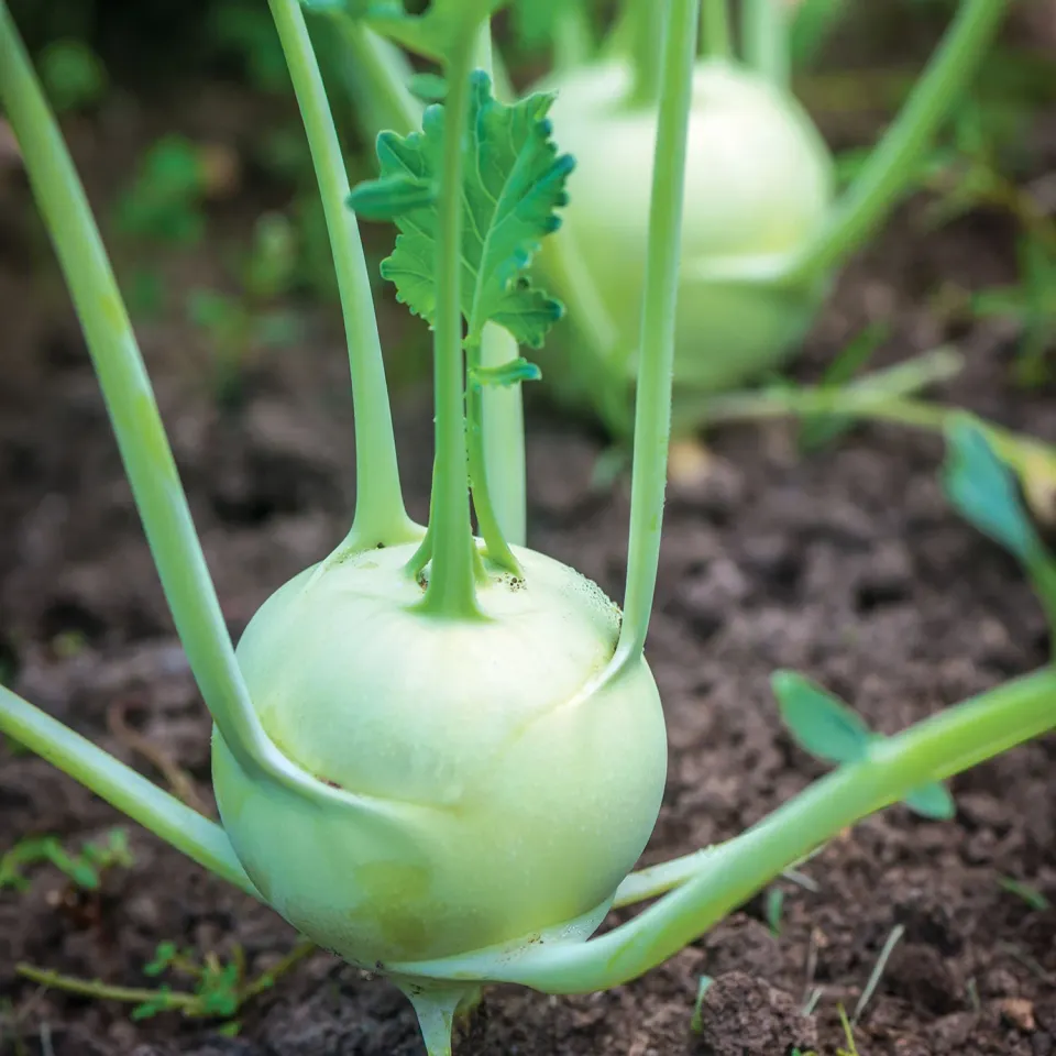 Burpee Konan Kohlrabi Seeds, Insect Resistant