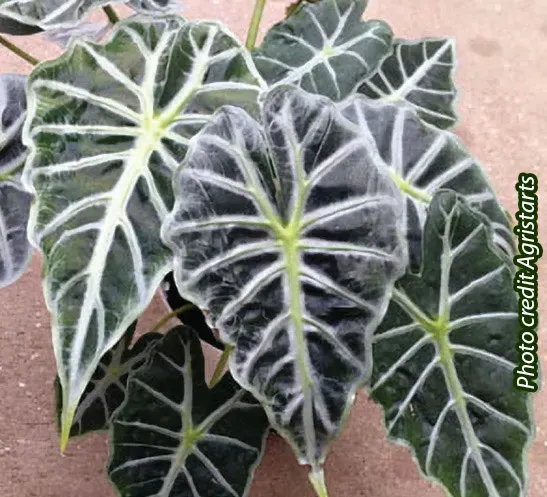 Brent & Becky's Bulbs Mandalay Alocasia Plant 4in Pot