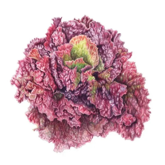 Epic Gardening Red Sails Leaf Lettuce Seeds