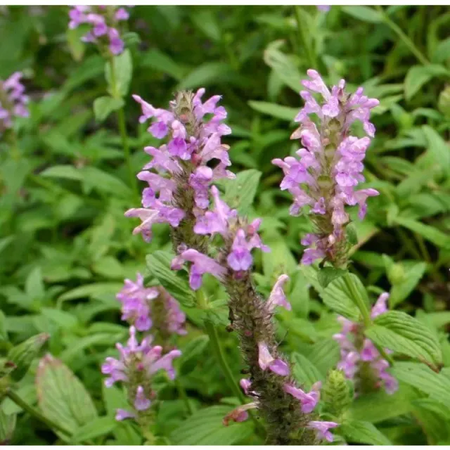 Pinetree Garden Seeds Pink Catmint Flower Seeds 25 Seeds Perennial