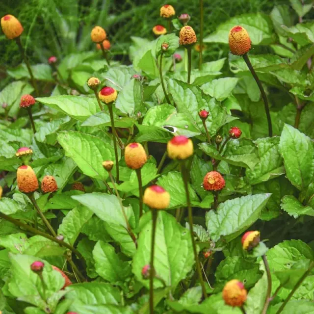 Pinetree Garden Seeds Toothache Plant Herb Seeds 50 Seeds Annual Spilanthes