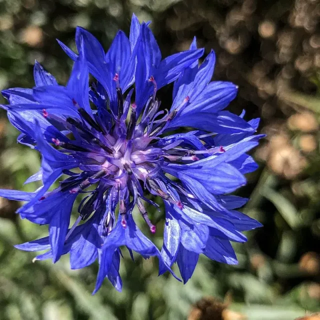 Pinetree Garden Seeds Dwarf Blue Centaurea Flower Seeds 300 Pack Annual