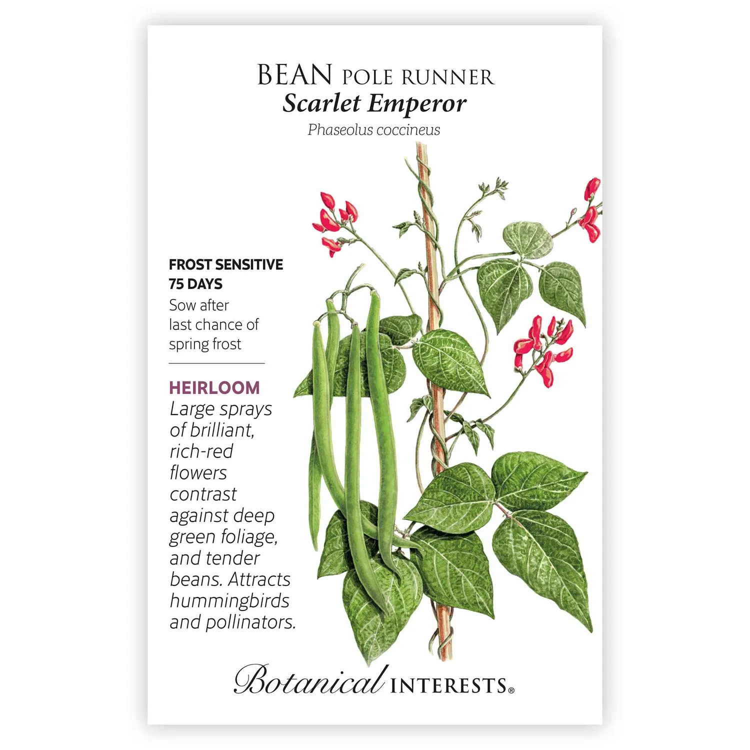 Epic Gardening Scarlet Emperor Pole Runner Bean Seeds red flowers