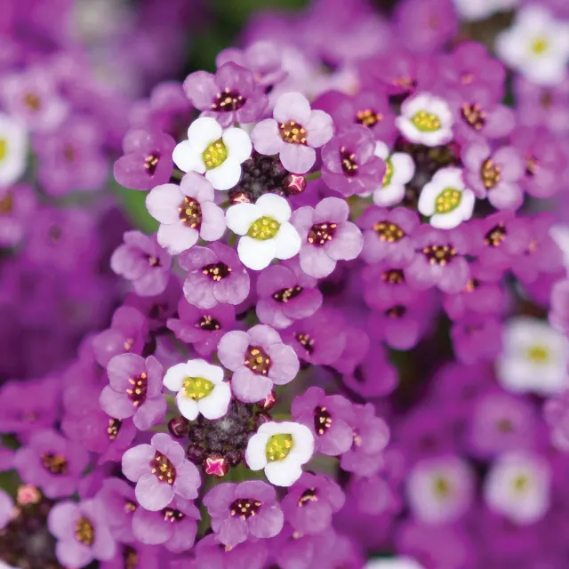 Burpee Royal Carpet Alyssum alyssum violet-purple