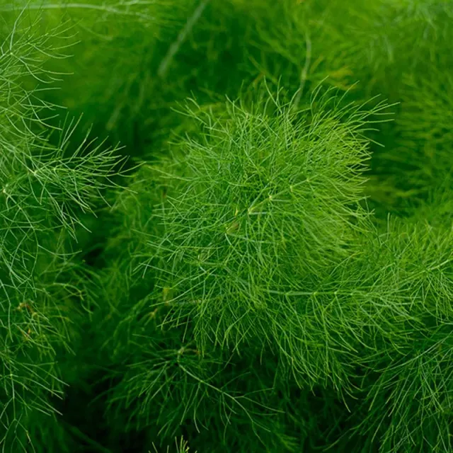 Pinetree Garden Seeds Fennel Herb Seeds, 50 Seeds, Anise-Flavored