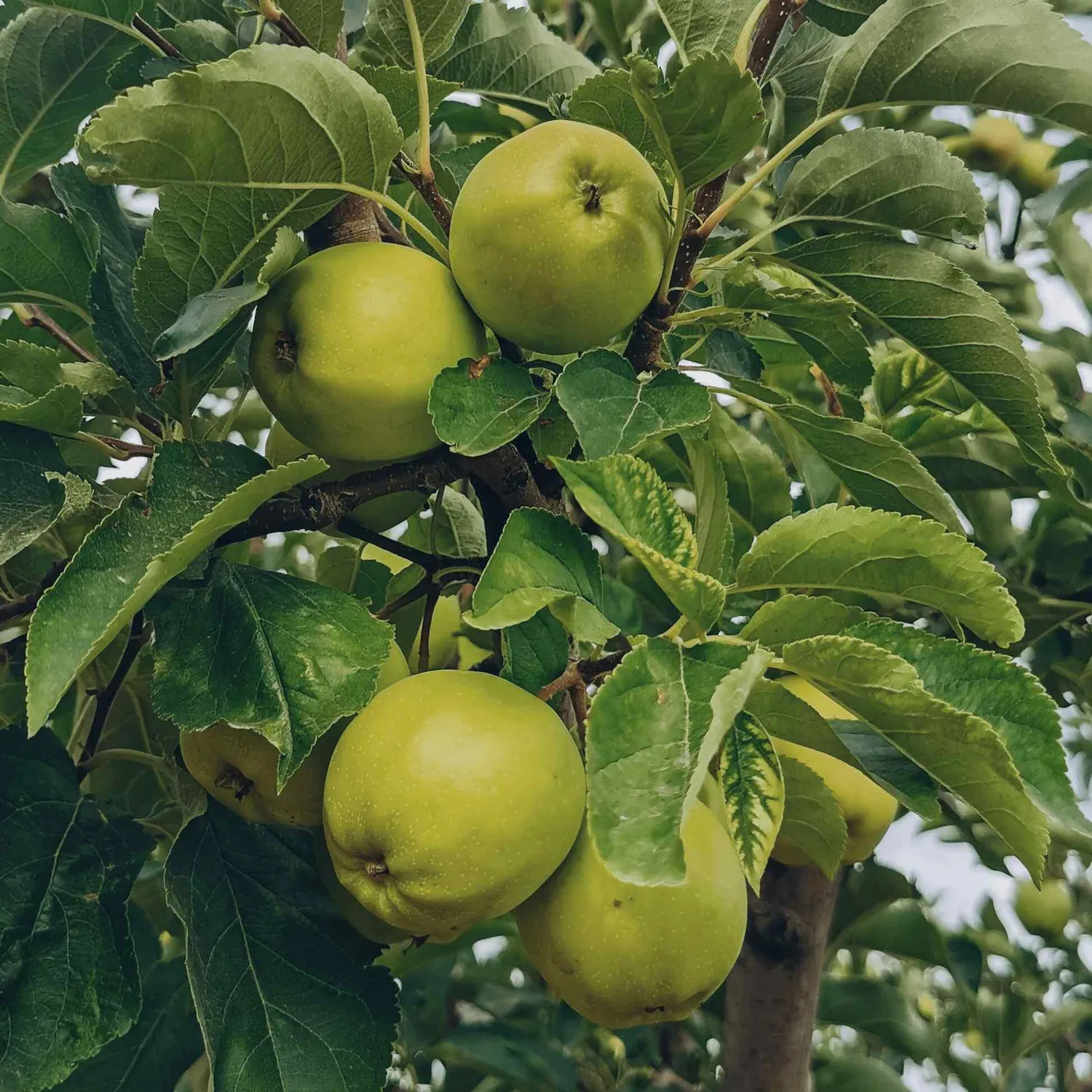 Epic Gardening Granny Smith Apple Tree Self-Pollinating