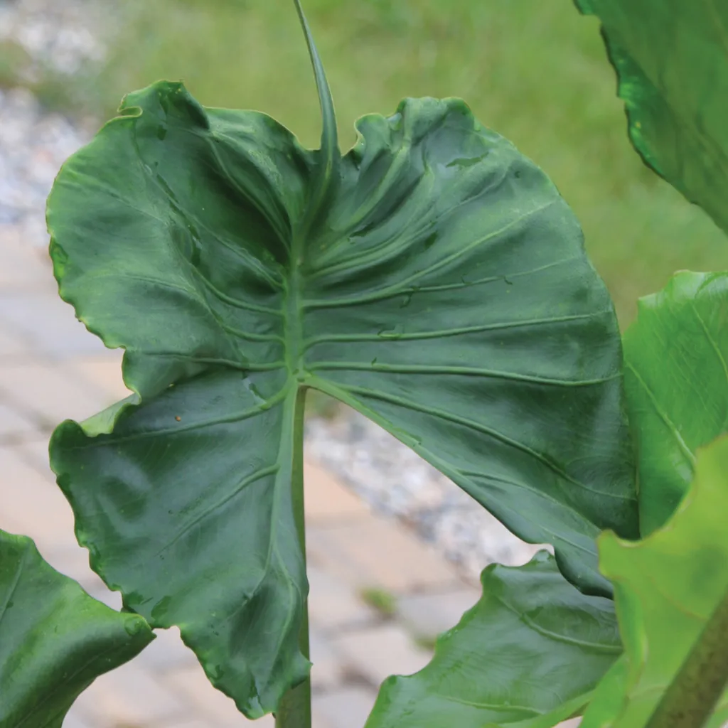 Brent & Becky's Bulbs Alocasia Stingray Live Plant 4-Inch Pot