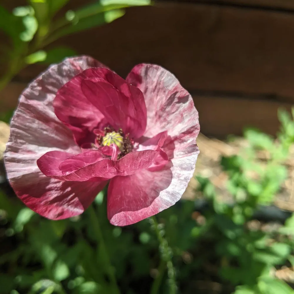 Epic Gardening Pandora Poppy Flower Seeds