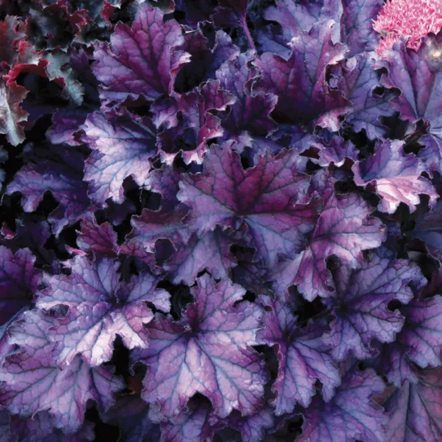 Burpee Forever Purple Heuchera Plant 1 Plant Pink Flowers