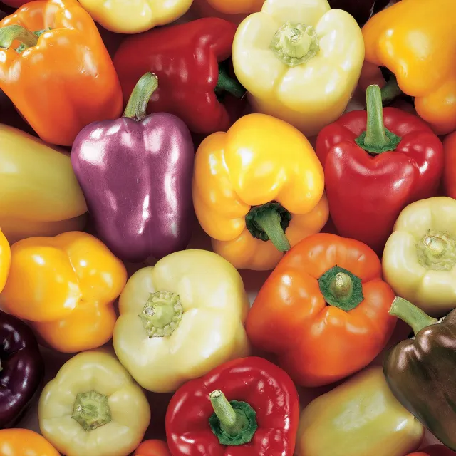 Burpee Carnival Blend Sweet Pepper Seeds Big Bells Mix