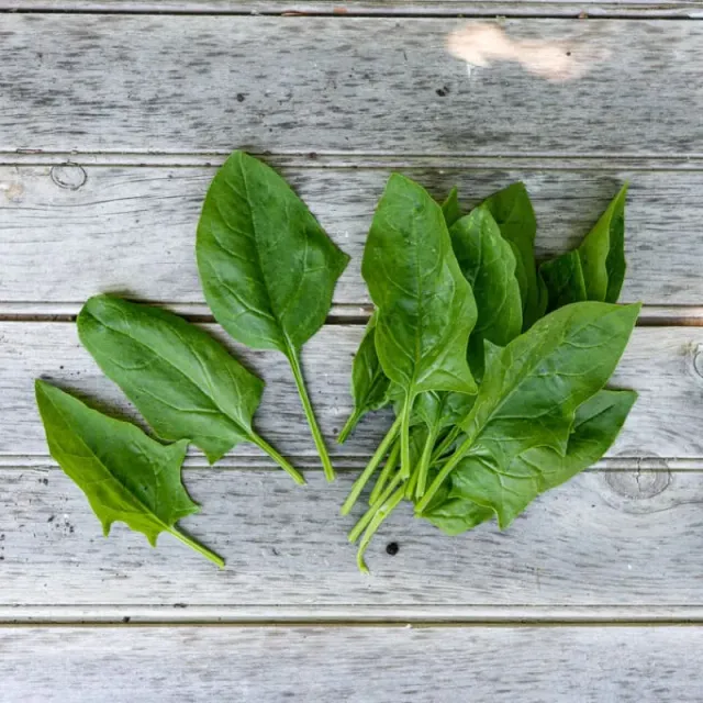 Pinetree Garden Seeds Dash Spinach Seeds 75 Seeds Cold Tolerant