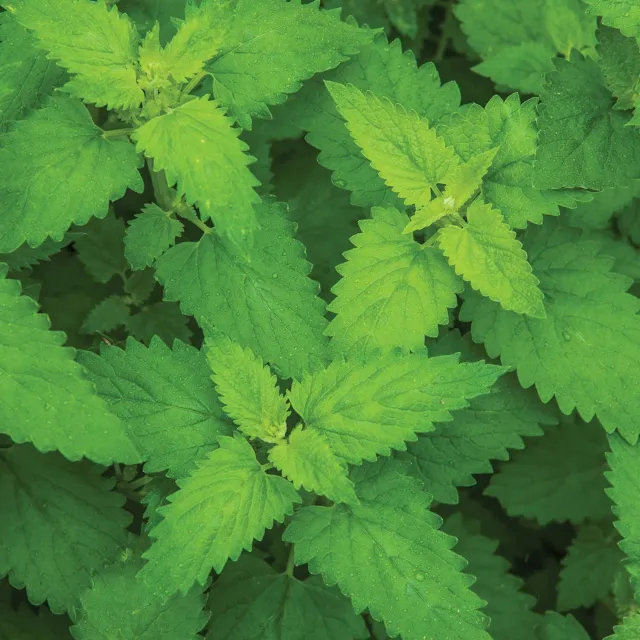 Burpee Catnip Herb Seeds 1500 Seeds Easy to Grow