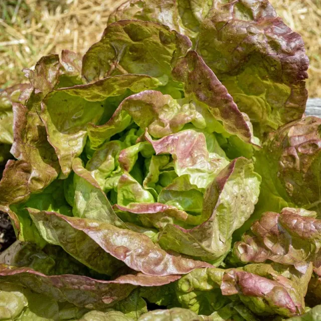 Pinetree Garden Seeds Merveille De Quatre Saisons Lettuce Seeds 300 Heirloom