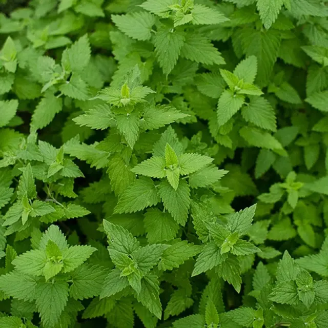 Pinetree Garden Seeds Catnip Herb Seeds 100 Seeds Perennial