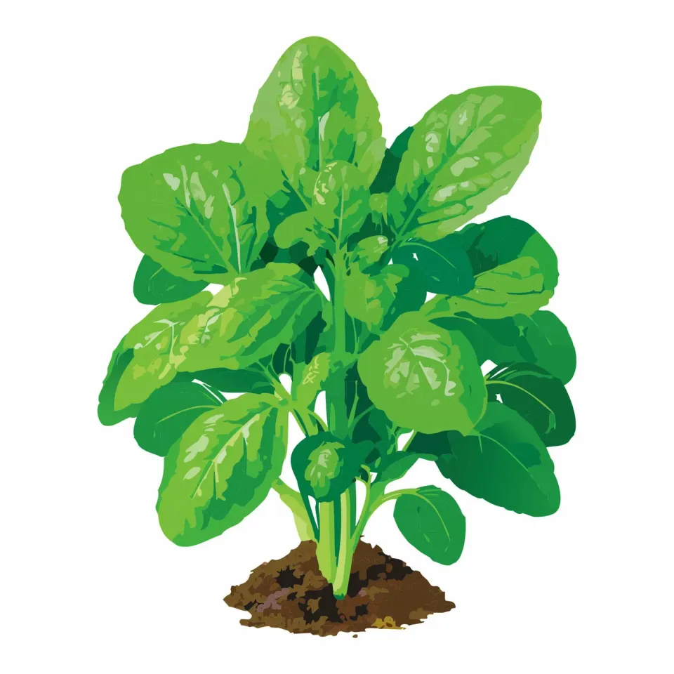 Epic Gardening America Spinach Seeds Heirloom