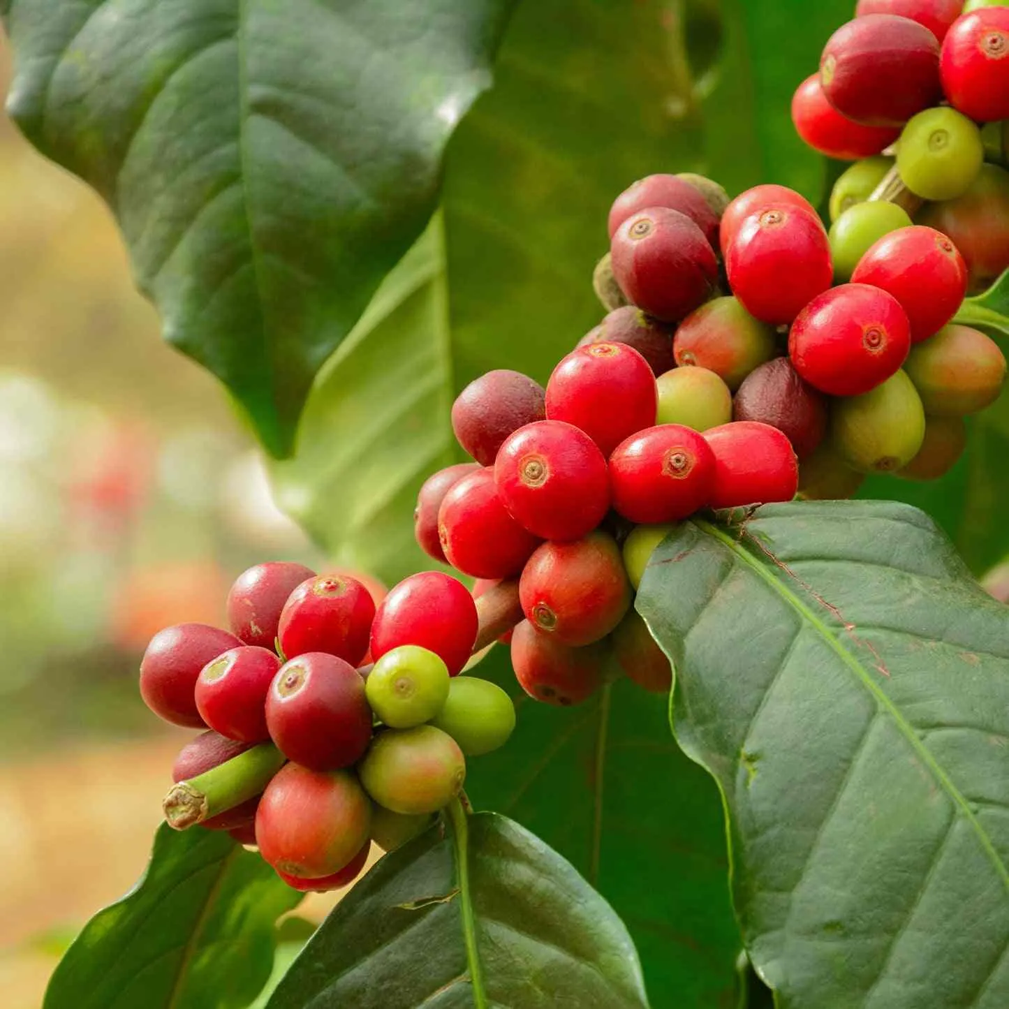 Epic Gardening Arabica Coffee Plant
