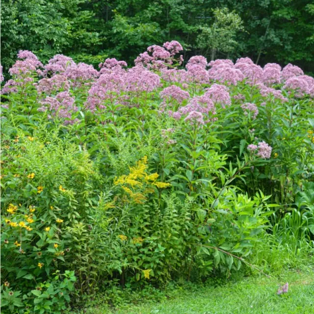 Pinetree Garden Seeds Joe Pye Weed Seeds 100 Seeds Native