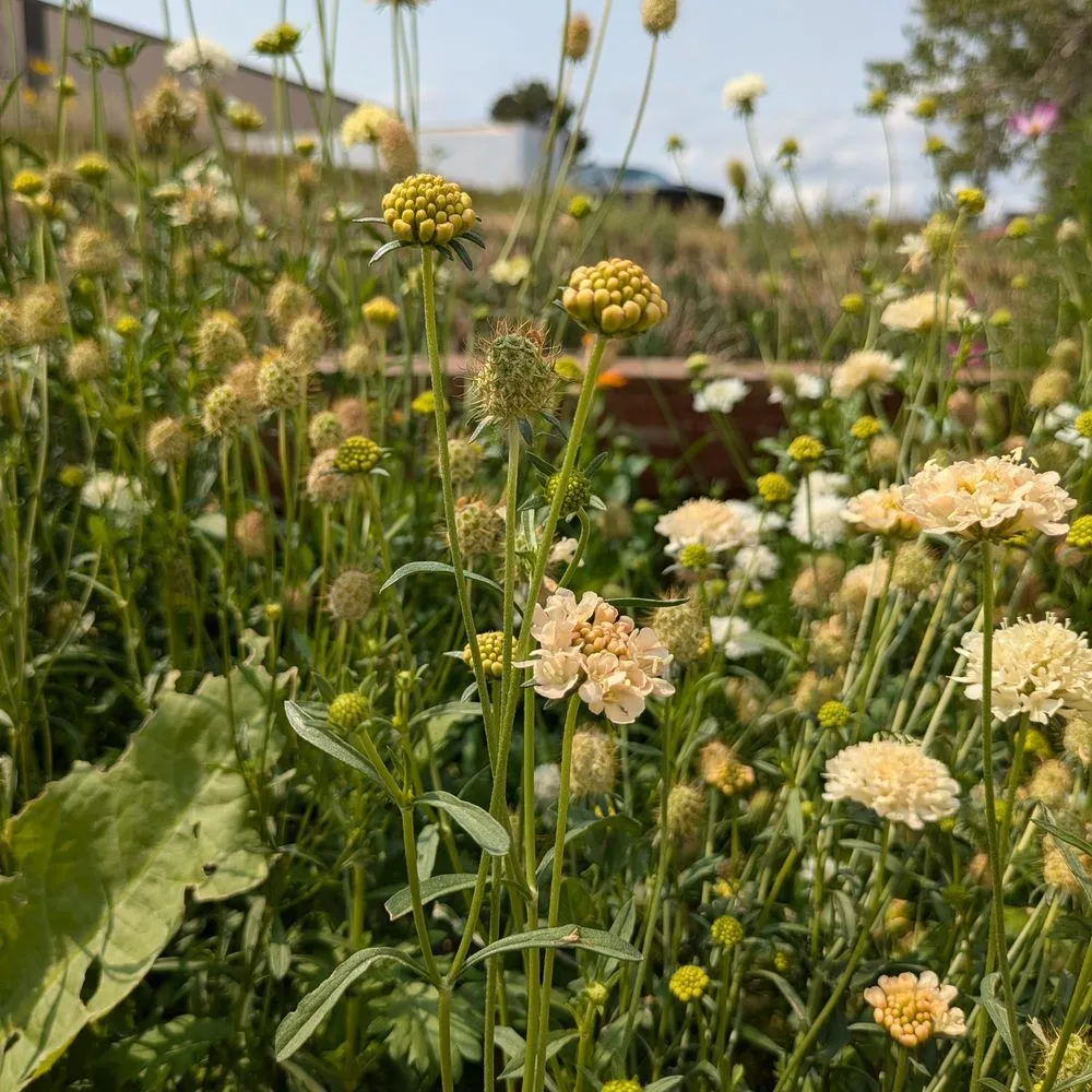 Epic Gardening Fata Morgana Scabiosa Seeds Peach Cut Flower