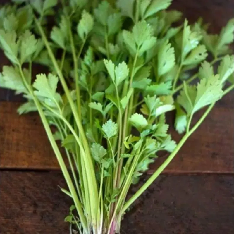 Pinetree Cutting Celery Vegetable Seeds 50 Seeds Leafy