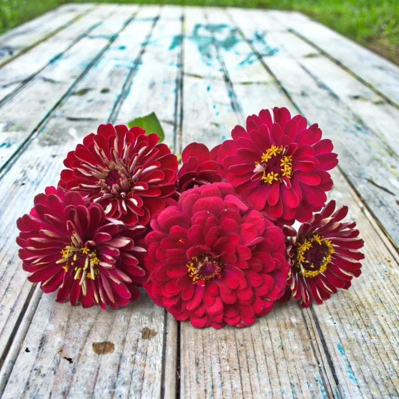 Pinetree Garden Seeds Cherry Queen Zinnia Seeds Cut Flower