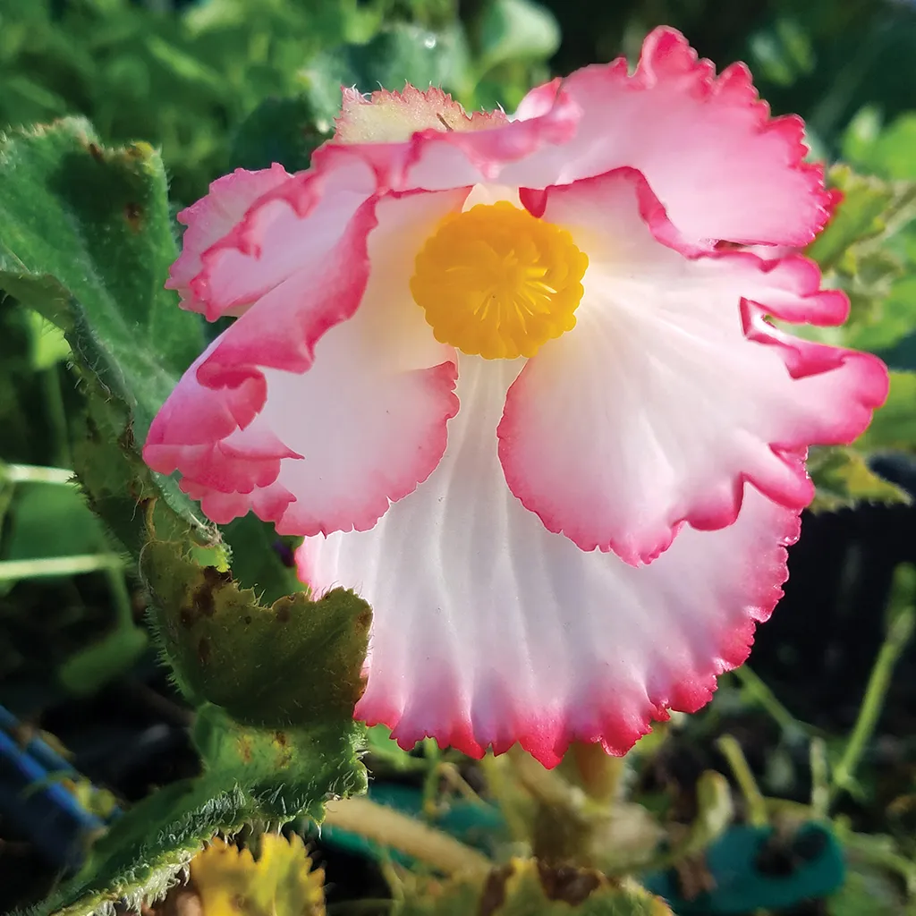 Brent & Becky's Bulbs Crispa Marginata Begonia Summer Color